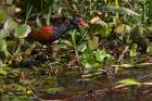 Wattled jacana wading through swampy terrain, Pantanal, Mato Grosso do Sul, Brazil, South America Art Print
